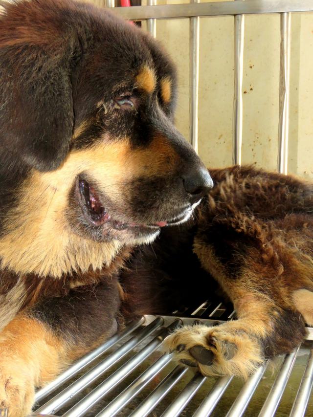 主人被藏獒猛咬入院，藏獒看家能力强？为什么不养中华田园犬