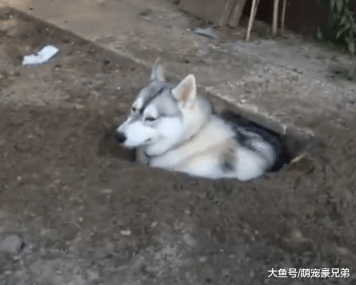 哈士奇拆家被送老家，隔天发来照片询问：这狗还有吗？再来一只