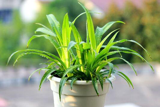 油漆味到底怎么除？3个小妙招，马上还你清新空气！