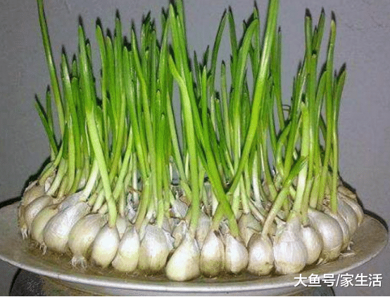 头一次见家里这样种大蒜，简单又便捷，一整年都不用买蒜了