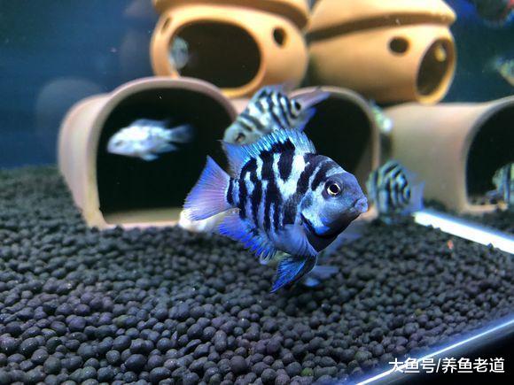 鱼友说，养鱼令我们无法自拔，观赏鱼到底有什么吸引我们的魔力？