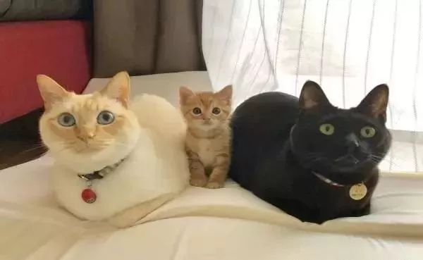 橘猫小弟睡觉也不忘捧着黑猫哥哥的脸，网友：超有爱