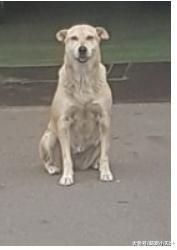 连假上班心情差，它却开飞机耳灿笑，网友一句话突破盲点