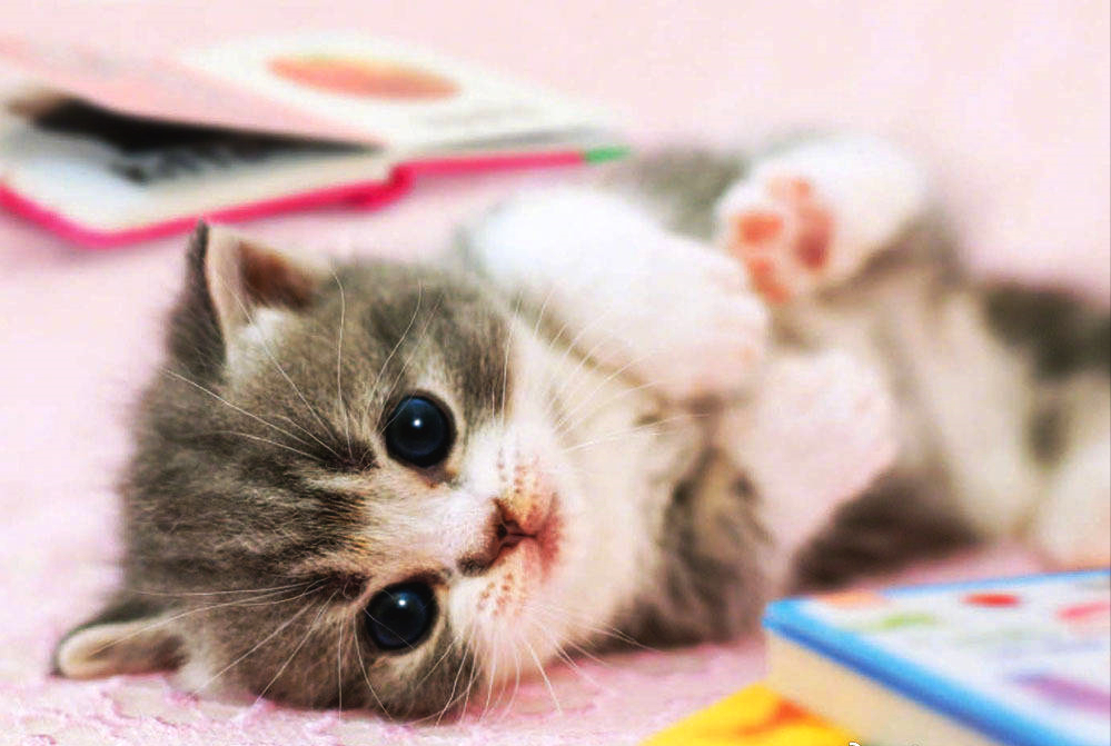 如果家里有一群这样的喵星人，恐怕谁也顶不住啊