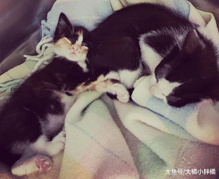 流浪猫自己挑主人，选中后抱着别人不愿撒手，幸福生活由自己争取