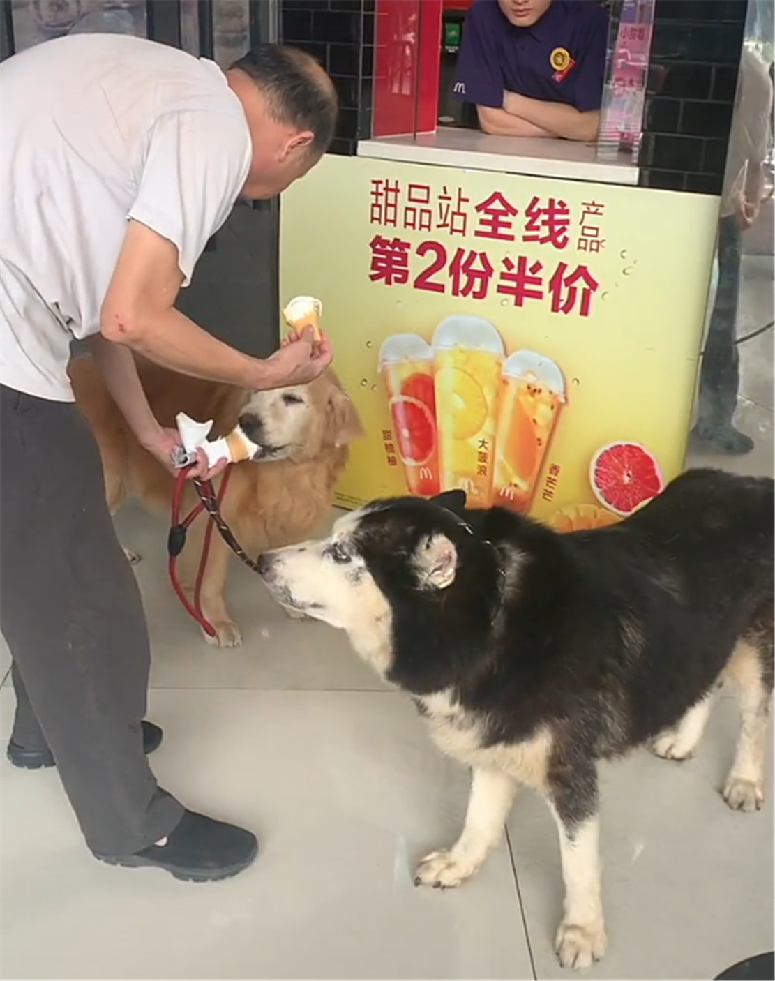 甜品店打折，二哈和金毛争前恐后吃甜筒，狗：多买点，咱能省钱