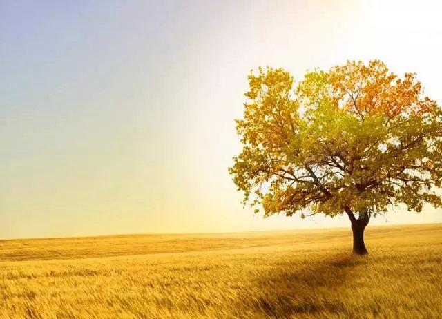 4个超实用手机摄影技巧, 助你拍出高逼格照片!