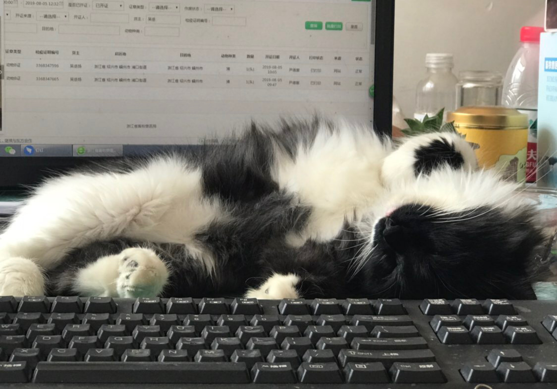 黑猫警长每天都要这样监督铲屎官工作！实在太虐了，感受下…