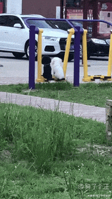 给柴柴买的狗窝，没想到是这么用的