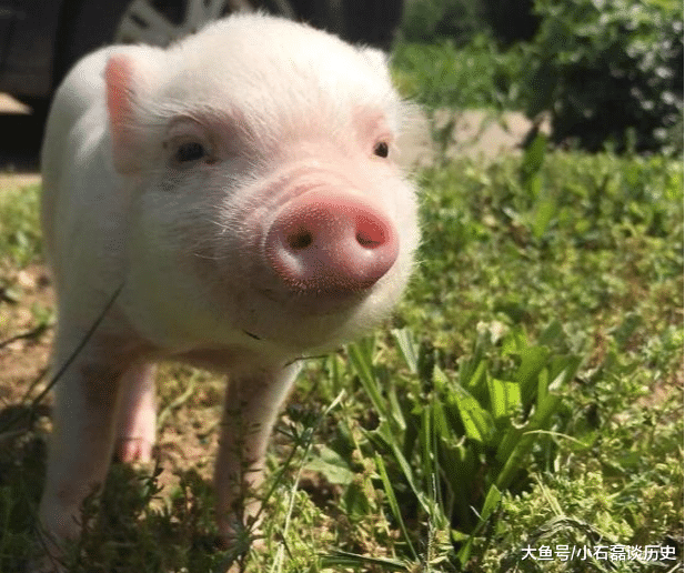 毒蛇@猪是蛇的克星？人们印象中蠢笨无比的猪，为何却不惧怕毒蛇？