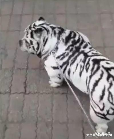 主人帮宠物狗染成白虎，遛狗时引路人围观，其他狗狗见了都绕