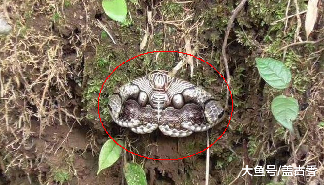 野外游玩发现奇怪生物，以为是只老鹰崽，细看后吓出一身鸡皮疙瘩