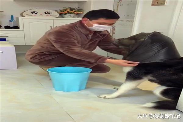 主人套不上垃圾袋，利用哈士奇的脑袋完美化解了，狗：还好我头大