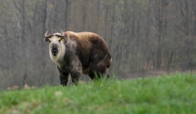 老虎吃过熊猫吗？历史上大熊猫曾与华南虎长期共存过