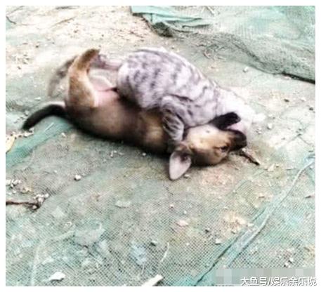 狗狗在后院嚎叫，以为有人偷狗，跑出去一看，顿时笑喷了