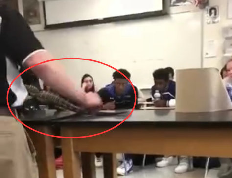 可怕！鳄鱼蟒蛇惊现课堂！学生们都吓懵了