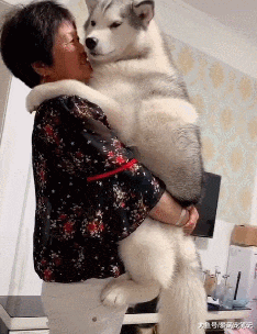 姥姥带大的哈士奇，胖到了八十多斤，见面就等着让姥姥抱一抱！