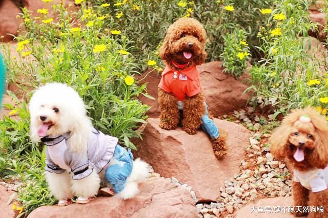 泰迪褪色怎么办？莫慌，3招教你还原本色