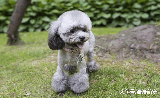 狗狗为什么会出现呕吐的情况? 原因有5个, 生病在内