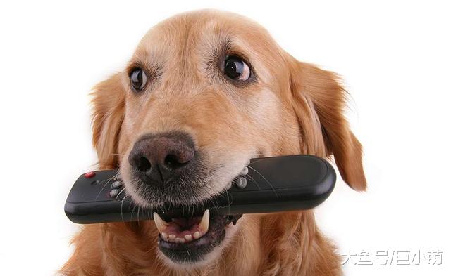 狗狗不听话时，是打骂有效果，还是正向引导效果更好？