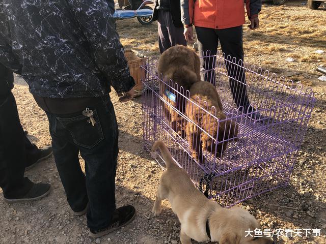 金毛900元一只, 买主当即翻脸称“这毛是黑的, 最多600! ”