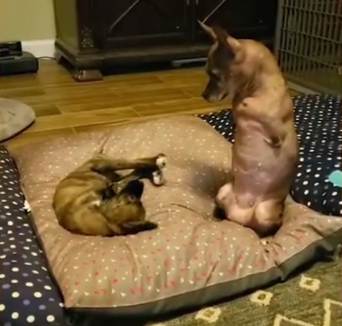 大狗卖力地教小狗走路，只因它两同样前脚畸形，小狗的努力没白费