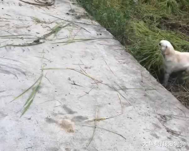 狗子看到主人辛苦也来帮忙, 乡下的狗子早当家, 连狗都能干活了