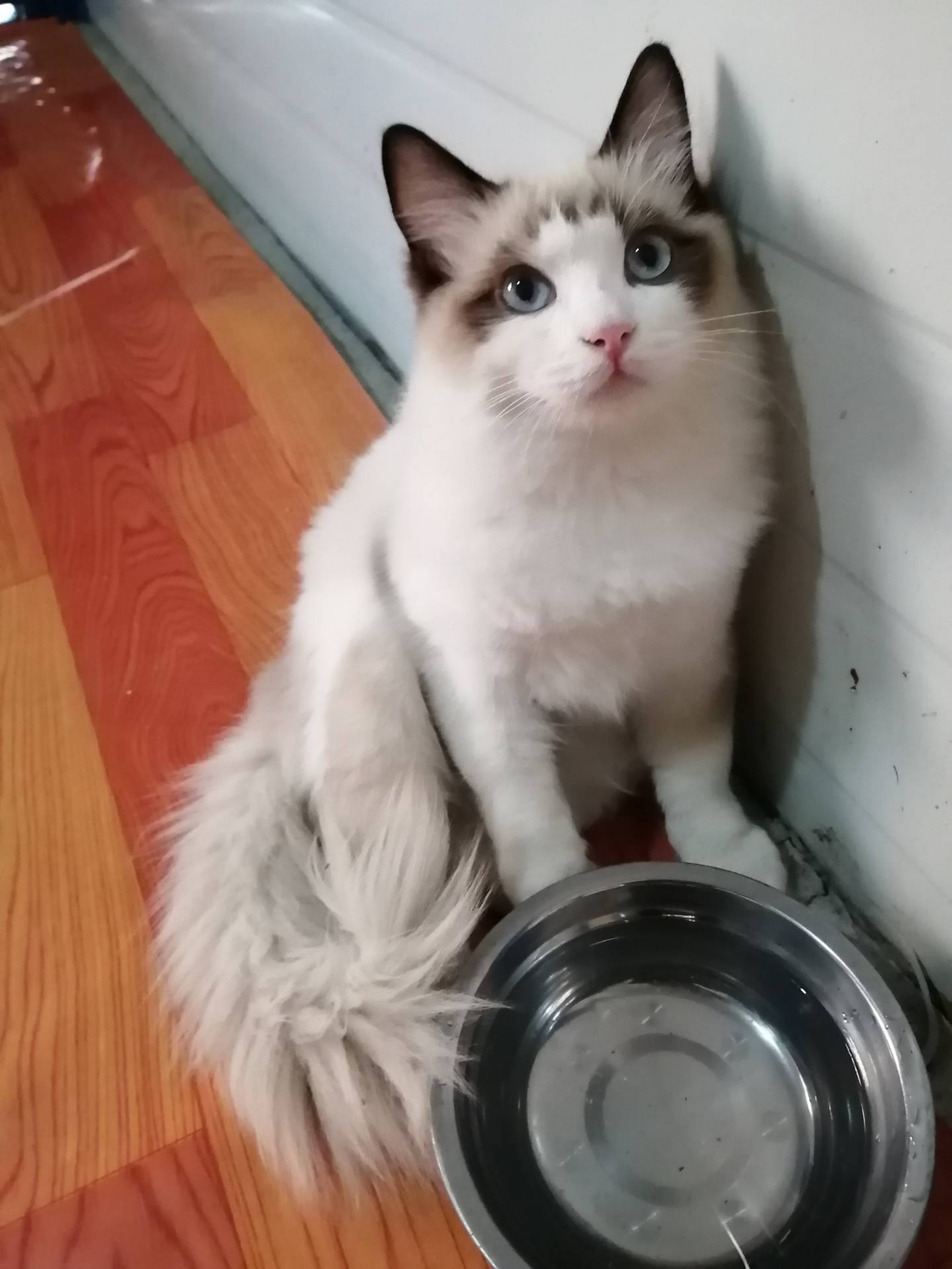 你跟猫能有多默契？主人：猫咪眼睛一动，我就知道它要干嘛