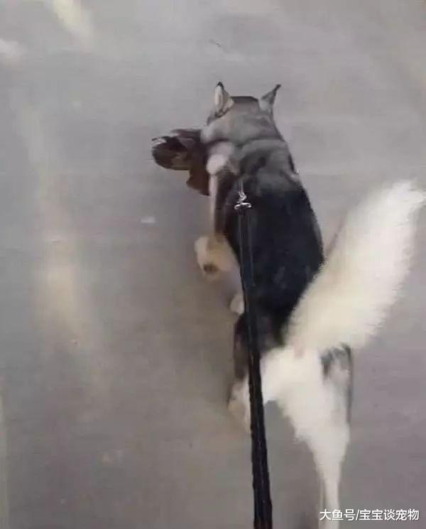 二哈突然冲出门，主人跟上前一看，被二哈的眼神镇住了……