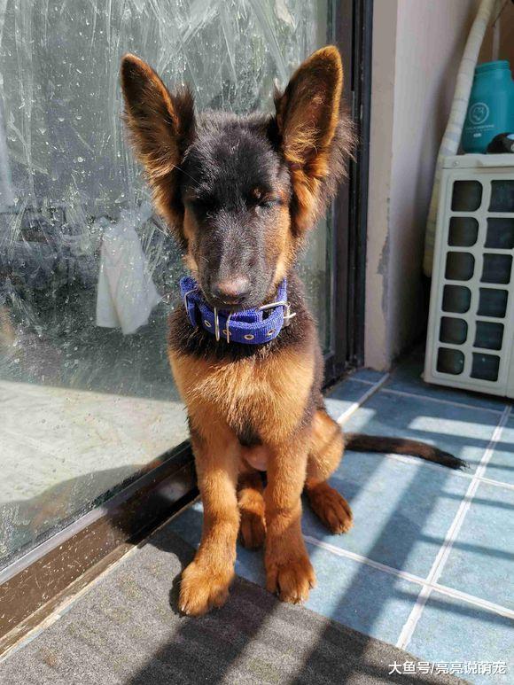 网友没有时间陪德牧，它只能自己在家，狗：都不想看见主人