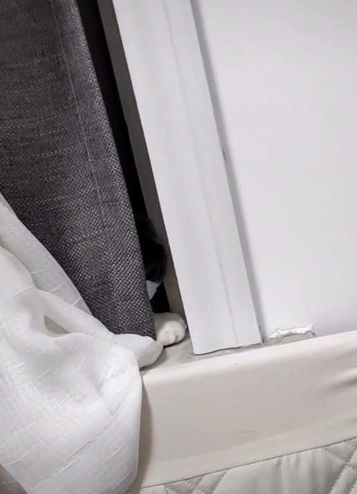 满屋子找不到猫，女子发现窗帘后不对劲，走近一看，猫：你找我？