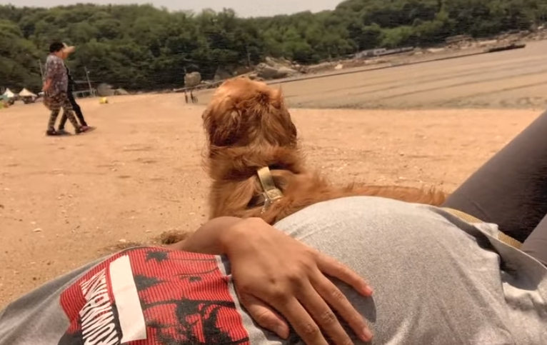 怀孕了不能养狗，会感染弓形虫？狗子：这个锅我不背