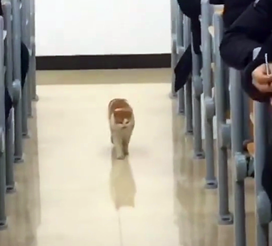 学生考试, 猫咪跑进教室巡视, 猫: 谁敢作弊就挠谁……