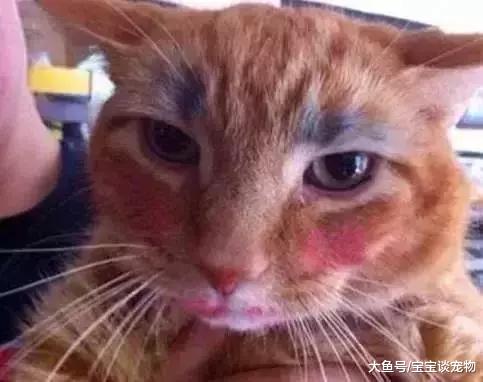 化了妆的猫，就像化了妆的女人一样不可信！