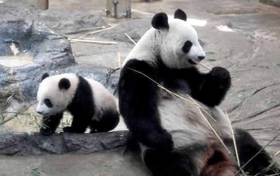 中国“国宝”轰动日本，每天7个小时加班“接客”，豪赚400亿日元