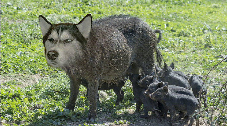 大概就是，时间长了，看什么都像