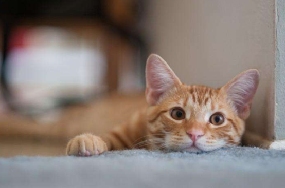 辟谣：猫咪打三联疫苗是医院为了挣钱的骗局！医院其实不差这点钱