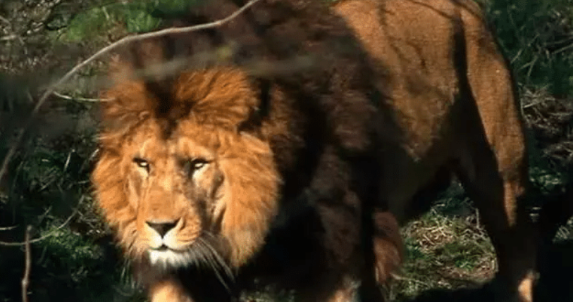 世界上最凶猛最珍贵动物, 全球不到120只, 中国没有1只