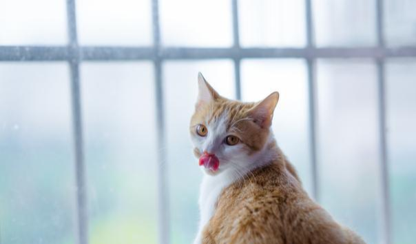 捡到严重摔伤的猫咪，应如何帮助它？喵星人身手灵活也需小心照看