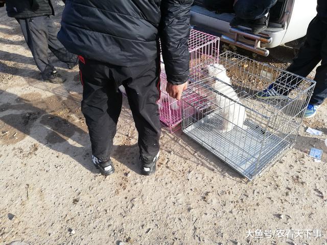 萨摩耶看不上, 反倒买了比熊? 买主表示“更喜欢小型犬! ”