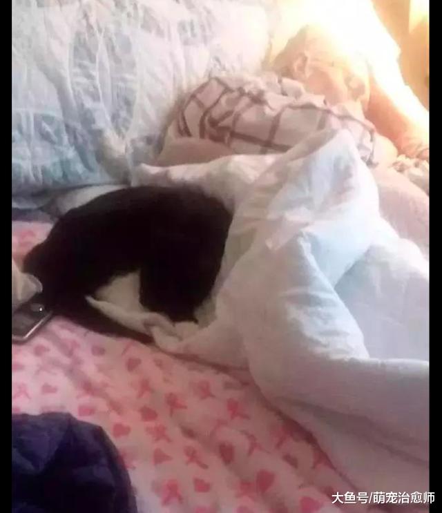 猫咪知道奶奶将要离开，总会送来特殊的“礼物”，默默陪在她身边