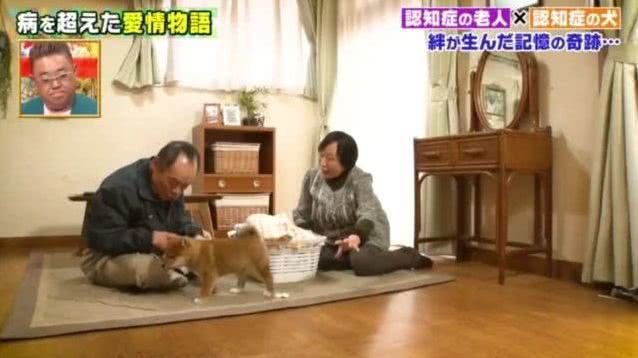 一起患上了痴呆症的奶奶和柴犬，长时间未见，感人的画面就此上演