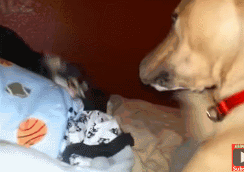 吉娃娃一言不合就开撕，不管多大的狗，吉娃娃从来都没怂过