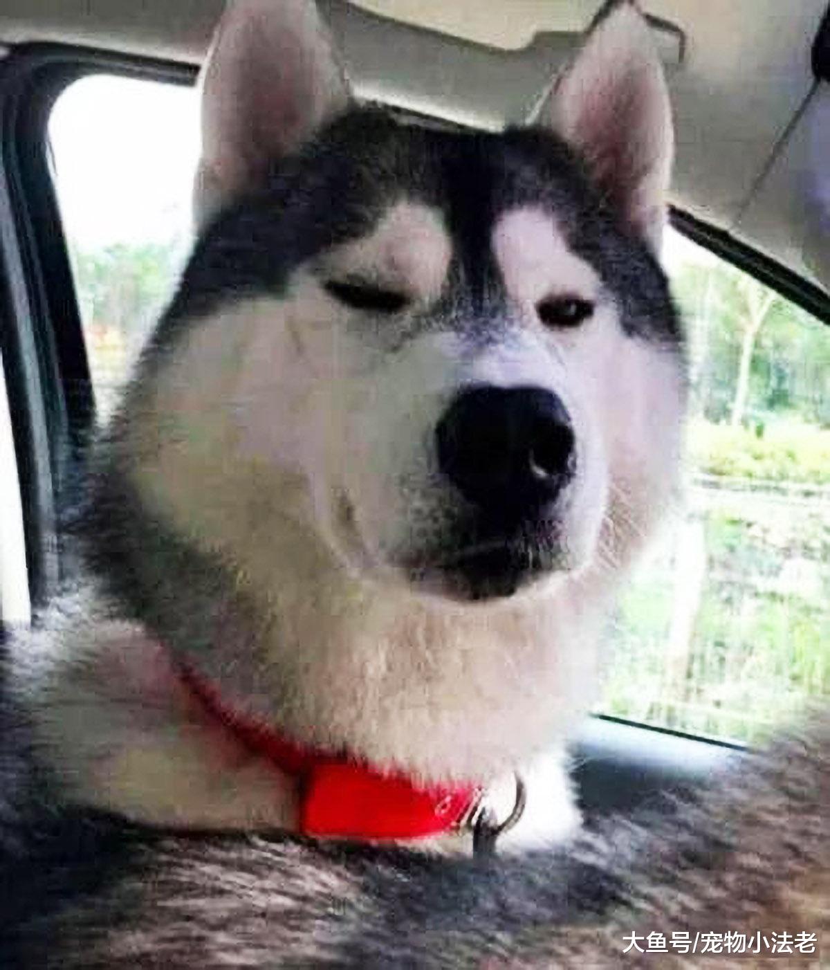 铲屎官着急上厕所，直接将哈士奇锁在车里，当他回来时，直接傻眼！