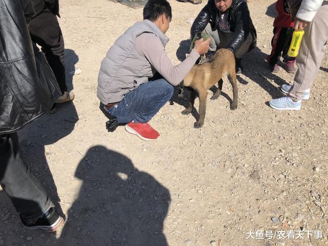 男子出售买后自养一个月的小马犬, 买主看中后爽快将其买下!