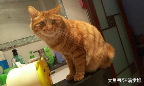 猫咪老是来看主人上厕所，令人压力山大又尴尬，这是为什么呢？
