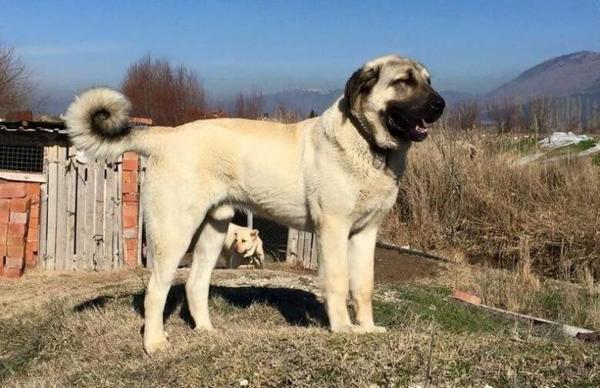 地球上5大大型犬种，它们看起来很凶，实际上很温顺，你养了吗？