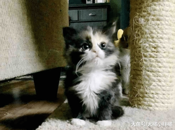 小猫病重，猫妈妈最后选择这种方式离开小猫，因为它相信会有希望