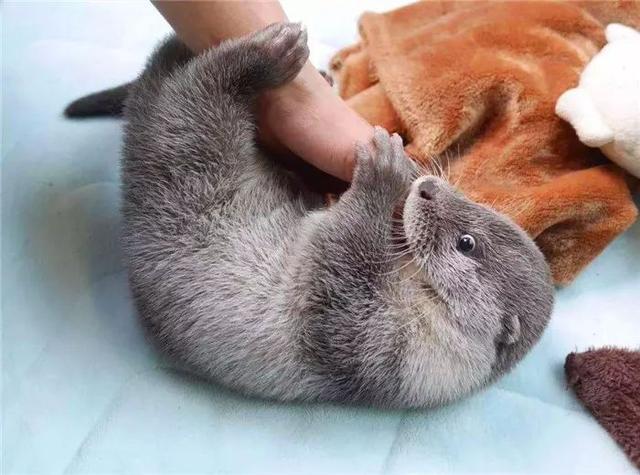 鏟屎官給水獺喂食貝殼，小水獺不舍吃掉，偷偷藏主人靴子里腌制！