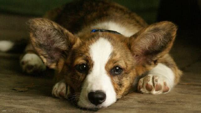 盘点养狗误区与必备神器，助你从小白迅速成长为“老司机”